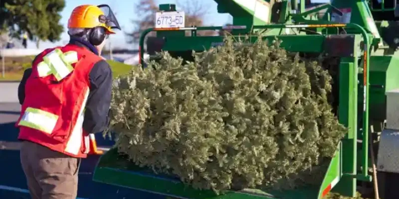 973082-tree-chipping-13